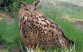 Portrait of royal owl in the grass Royalty Free Stock Photo