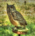 Portrait of royal owl with orange eyes Royalty Free Stock Photo