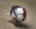 Portrait of Royal Palm turkey is exhibition bird with a unique appearance, largely white with bands of metallic black