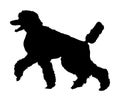 Portrait of Royal Poodle vector silhouette. French black poodle walking.