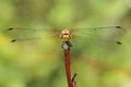 Portrait of ruddy darter Royalty Free Stock Photo