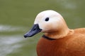 Portrait of Ruddy Shelduck Royalty Free Stock Photo