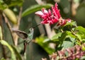 Portrait of Rufous-tailed Hummingbird Amazilia tzcatl in flight,Panama