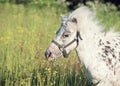 Portrait of running appaloosa pony in field Royalty Free Stock Photo