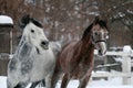 Portrait of a running arabian horse in winter Royalty Free Stock Photo