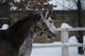 Portrait of a running arabian horse in winter Royalty Free Stock Photo