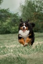 portrait of running Bernese mountain dog. dark forest on background Royalty Free Stock Photo