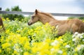 Portrait of running chestnut foal in yellow flowers blossom paddock