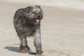 Portrait of a running dog. A beautiful dog joyfully runs towards a man