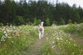 Portrait of running dog breed siberian husky in the flowers and green grass field. Husky dog has fun in the meadow Royalty Free Stock Photo