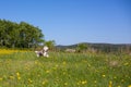 Portrait of running dog breed siberian husky in the yellow buttercup flowers and green grass field. Royalty Free Stock Photo