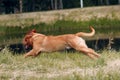 Portrait running Dogue de Bordeaux. Dog mastiff pet.