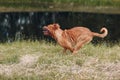 Portrait running Dogue de Bordeaux. Dog mastiff pet.