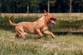 Portrait running Dogue de Bordeaux. Dog mastiff pet.