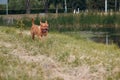 Portrait running Dogue de Bordeaux. Dog mastiff pet.