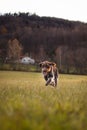 Portrait of running hunting dog across field near a forest at sunset in Set Sail Champagne and Antique white tones. Cesky fousek,