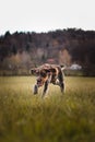 Portrait of running hunting dog across field near a forest at sunset in Set Sail Champagne and Antique white tones. Cesky fousek,