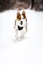 Portrait of a running mixed-breed dog in the deep snow, winter walk with the pet Royalty Free Stock Photo