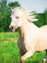 Portrait of running palomino welsh pony in blossom field Royalty Free Stock Photo