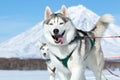 Portrait of running Siberian husky sled dog on background blue sky on sunny day