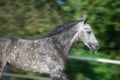 Portrait of Running  speedly grey sportive horse in manage. close up Royalty Free Stock Photo