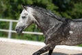 Portrait of Running  speedly grey sportive horse in manage. close up Royalty Free Stock Photo