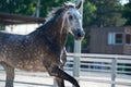 Portrait of Running  speedly grey sportive horse in manage. close up Royalty Free Stock Photo