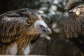 Portrait of a Ruppell griffon vulture, closeup Royalty Free Stock Photo