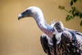 Portrait of a Ruppell`s griffon vulture Royalty Free Stock Photo