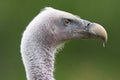 Portrait of Ruppell's griffon vulture Royalty Free Stock Photo