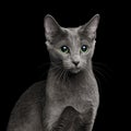 Amazing Russian blue Cat on Black Background