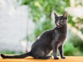 Portrait of russian blue cat licking its nose with tongue Royalty Free Stock Photo