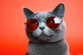 Portrait Russian Blue Cat With Sunglasses Orange Background