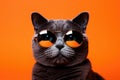 Portrait Russian Blue Cat With Sunglasses Orange Background