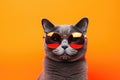 Portrait Russian Blue Cat With Sunglasses Orange Background