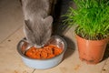 Portrait of Russian blue domestic female cat eating wet food near green cat grass Royalty Free Stock Photo