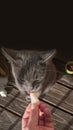 Portrait of Russian Blue small female domestic cat eating a fresh piece of fish like crazy, closeup, details, with black copy