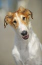 Portrait of a Russian Borzoi puppy! Royalty Free Stock Photo