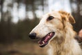 Portrait of a Russian Greyhound Royalty Free Stock Photo