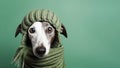 Portrait Russian greyhound a warm knitted hat and scarf isolated on green background with copy space. Looking at camera.