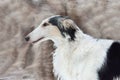 Portrait of Russian hunting sighthound