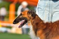 Portrait of Russian Hunting Sighthound Royalty Free Stock Photo