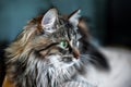 A portrait of the Russian Siberian cats. Close up. Copy space