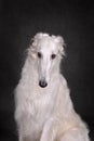 Portrait of Russian wolfhound dog Royalty Free Stock Photo