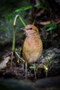 Portrait of Rusty-naped Pitta(Hydrornis oatesi) Royalty Free Stock Photo