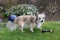 Senior chihuahua guarding his favourite toy