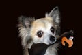 Senior chihuahua with his favourite toy Royalty Free Stock Photo