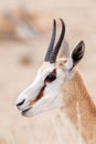 Portrait of s springbok with blurred background