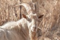 Portrait of Saanen Billy Goat Grazing