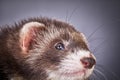 Portrait of sable ferret Royalty Free Stock Photo
